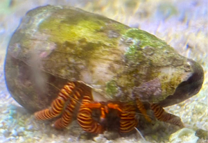 Halloween Hermit Crab