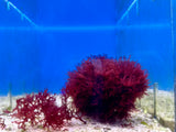 Red Graciliaria Flat Blade Macroalgae