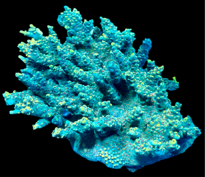 WWC King Fiji Acropora