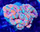 Red and Green Acanthastrea Lordhowensis