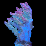 Rainbow Loom Acropora