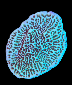 Green Montipora Cap