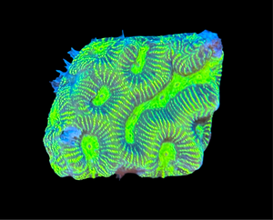 Neon Green Maze Brain Favia