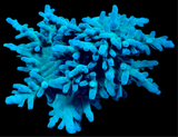 Peng’s Blue Monster Acropora Caroliniana