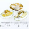 Hikari Bio-Pure Frozen Clam on a Half Shell 4 oz Pack