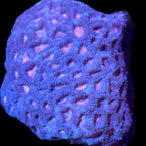 Pink Eye Purple Favia Colony