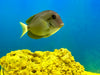 Yellowfin Tang