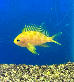 Borbonius Anthias