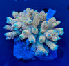 Premium Orange Fiji Acropora Colony