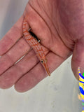 Longnose Hawkfish