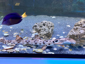 Epaulette Shark