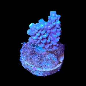 Blue Acropora Tenuis