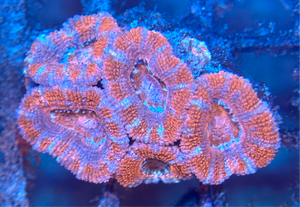 Red and Blue Acanthastrea Lordhowensis