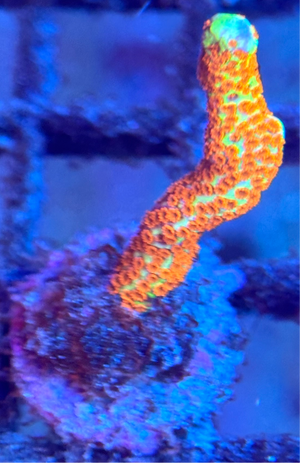 Bubblegum Montipora Digitata