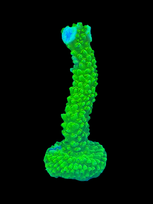 Green Slimer Acropora