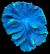 Green Spiny Cup Coral