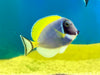 Powder Blue Tang