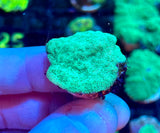 Neon Green Leptoseris Frag