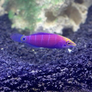 Mystery Wrasse