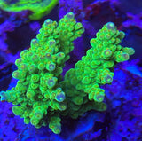 Green Tenius Acropora