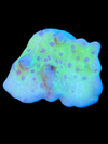 Lucky Charms Montipora