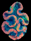 Rainbow Trachyphyllia