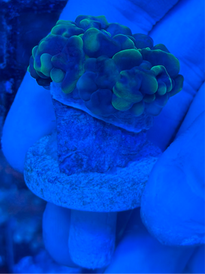 Green Blue Bubble Coral