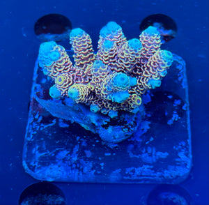 Premium Orange Fiji Acropora Colony