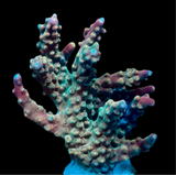 Rainbow Loom Acropora