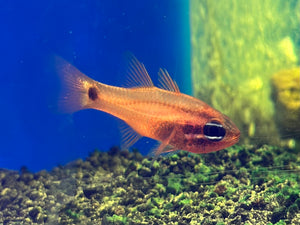 Flame Tailspot Cardinalfish