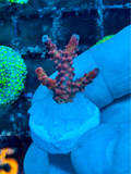 Fox Flame Acropora