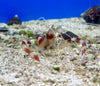 Banded Coral Shrimp