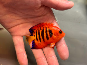 Flame Angelfish