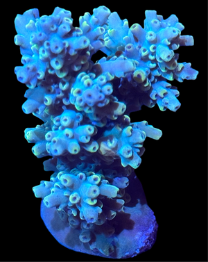 Premium Green Fiji Acropora Colony