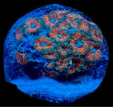 Red Acan Lordhowensis