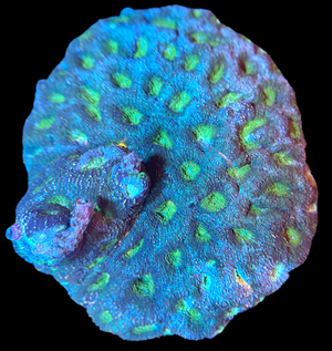 Green Acan Echinata