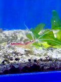 Scarlet Skunk Cleaner Shrimp