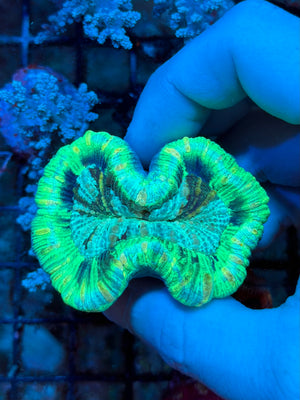 Green Trachyphillia