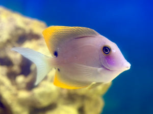 Orange Stripe Bristletooth Tang