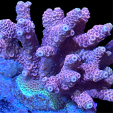 Premium Pink Fiji Acropora Colony