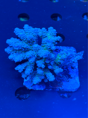 Premium Blue Fiji Acropora Colony