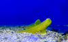 Yellow Watchman Goby