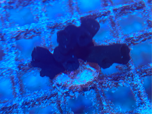 Black Sun Coral