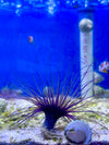 Colored Tube Anemone