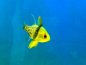 Pajama Cardinalfish