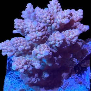 Premium Orange Fiji Acropora Colony