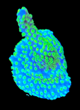 Tubbs Stellata Montipora