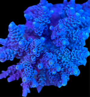 Premium Blue Fiji Acropora Colony