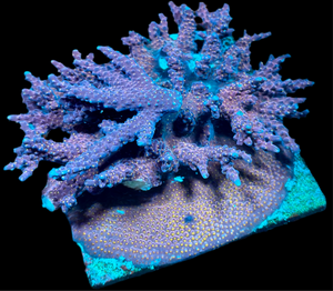 WWC All-Star Acropora