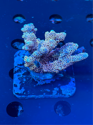 Premium Multicolor Fiji Acropora Colony